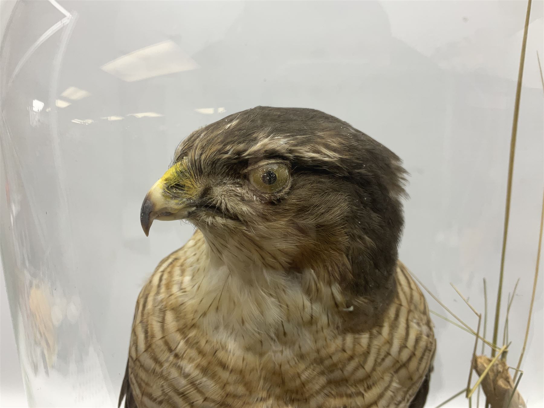 Taxidermy; Victorian European Sparrowhawk (Accipiter nisus), a full mount adult with pray,  perched upon a tree stump amidst a naturalistic setting, encased within a glass dome with an ebonised base, H55cm