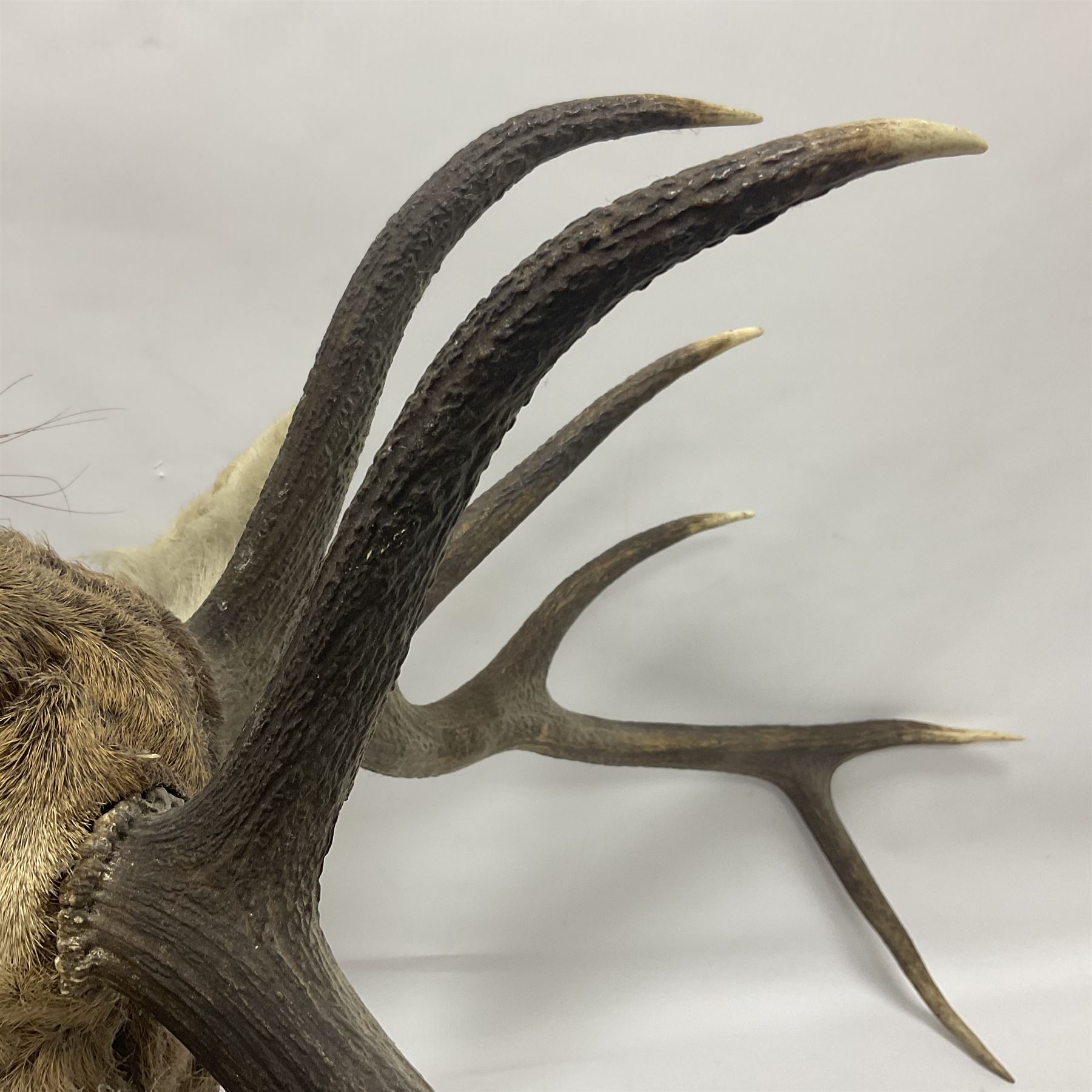 Taxidermy: Red Deer (Cervus elaphus), adult male imperial stag shoulder mount looking straight ahead, ten point antlers, mounted upon a shaped wooden shield, D65cm