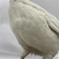 Taxidermy; pair of Common Pheasants (Phasianus Colchicus), white cock and hen adult mounts, upon a wooden base, H51cm  