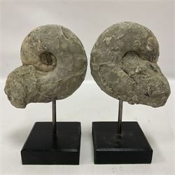 Pair of Vascoceras ammonites cut and polished showing the internal chambers, upon wooden stands, H16cm