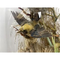 Taxidermy; large Victorian domed taxidermy diorama study of birds, with seventeen specimens including Ring Necked Parakeet, Blue Winged Warbler and Blackbird, the glass dome upon an ebonised wooden base, H77cm, W44cm