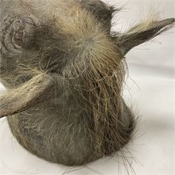 Taxidermy: A Common Warthog (Phacochoerus africanus), a large adult head mount looking straight ahead, D50cm