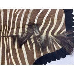 Taxidermy: Zebra hide rup (Equus quagga), edged with black felt material 