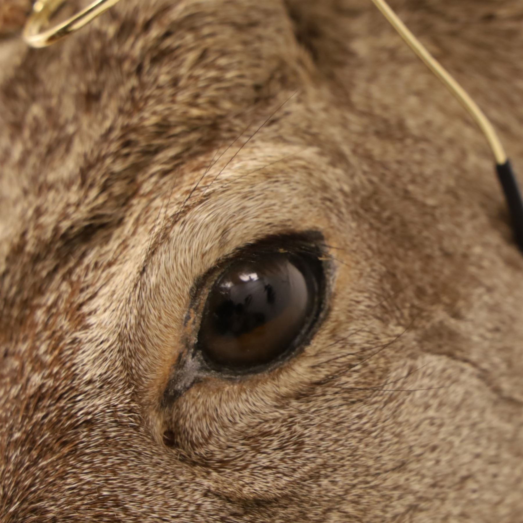 Anthropomorphic Taxidermy - Roe Deer (Capreolus capreolus), smartly dressed in spectacles and bowtie, mounted on wooden shield, H50cm