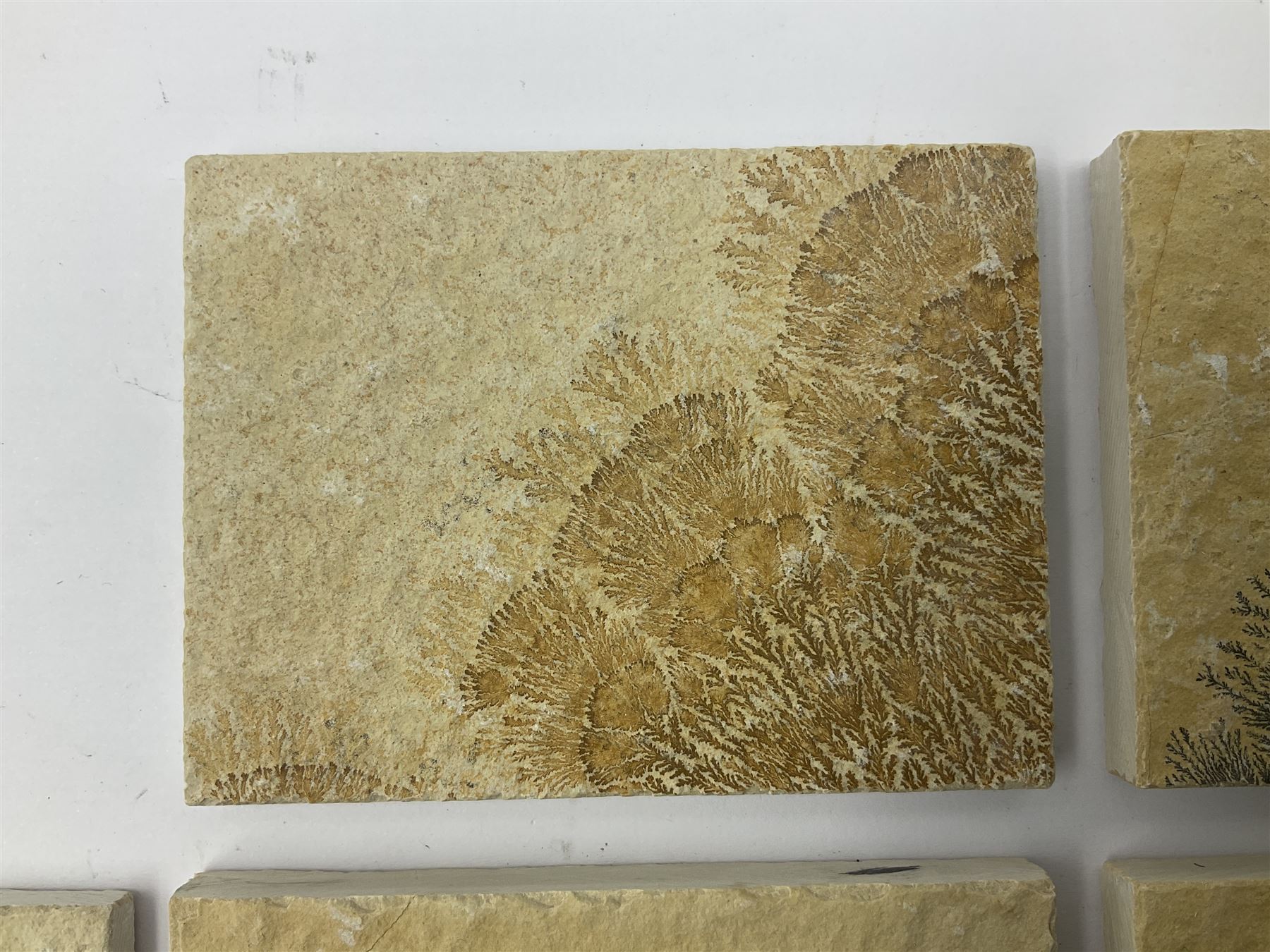 Six dendrite crystals each in an individual sandstone plaque, each plaque H6cm, L8cm