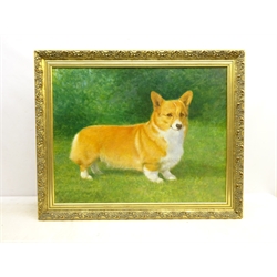  Walter Goodin (British 1907-1992): Study of a Welsh Corgi, oil on board signed and dated 1987, 54cm x 70cm  DDS - Artist's resale rights may apply to this lot   