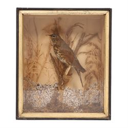 Taxidermy; Song thrush (Turdus philomelos), full adult mount in a naturalistic setting, in...