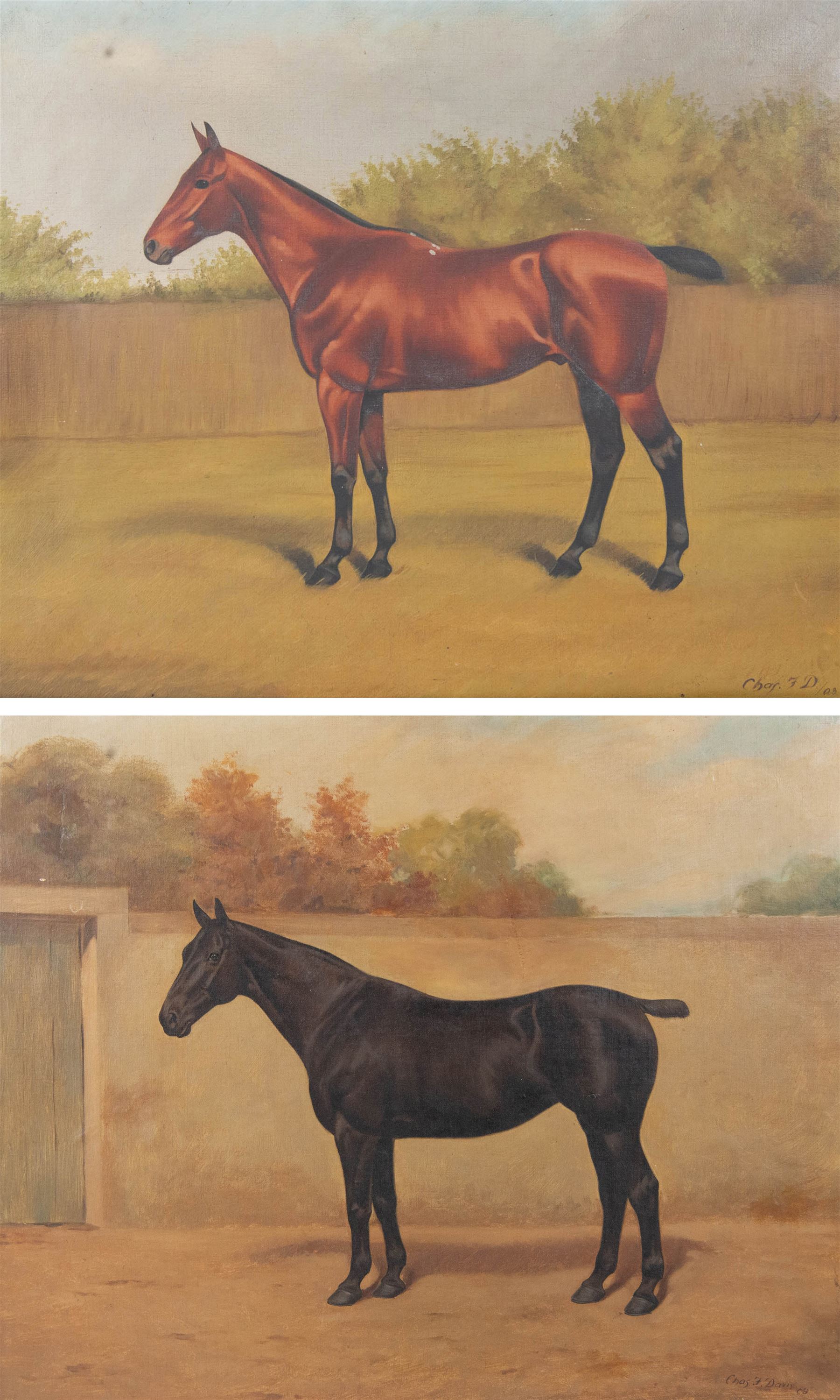 Charles F Davis (British 19th/20th Century): Horse Portraits, pair oils on canvas signed and dated '09 and '05, max 45cm x 55cm (2)