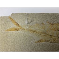 Two fossilised fish (Knightia alta) each in an individual matrix; age; Eocene period, location; Green River Formation, Wyoming, USA, largest matrix H9cm, L19cm