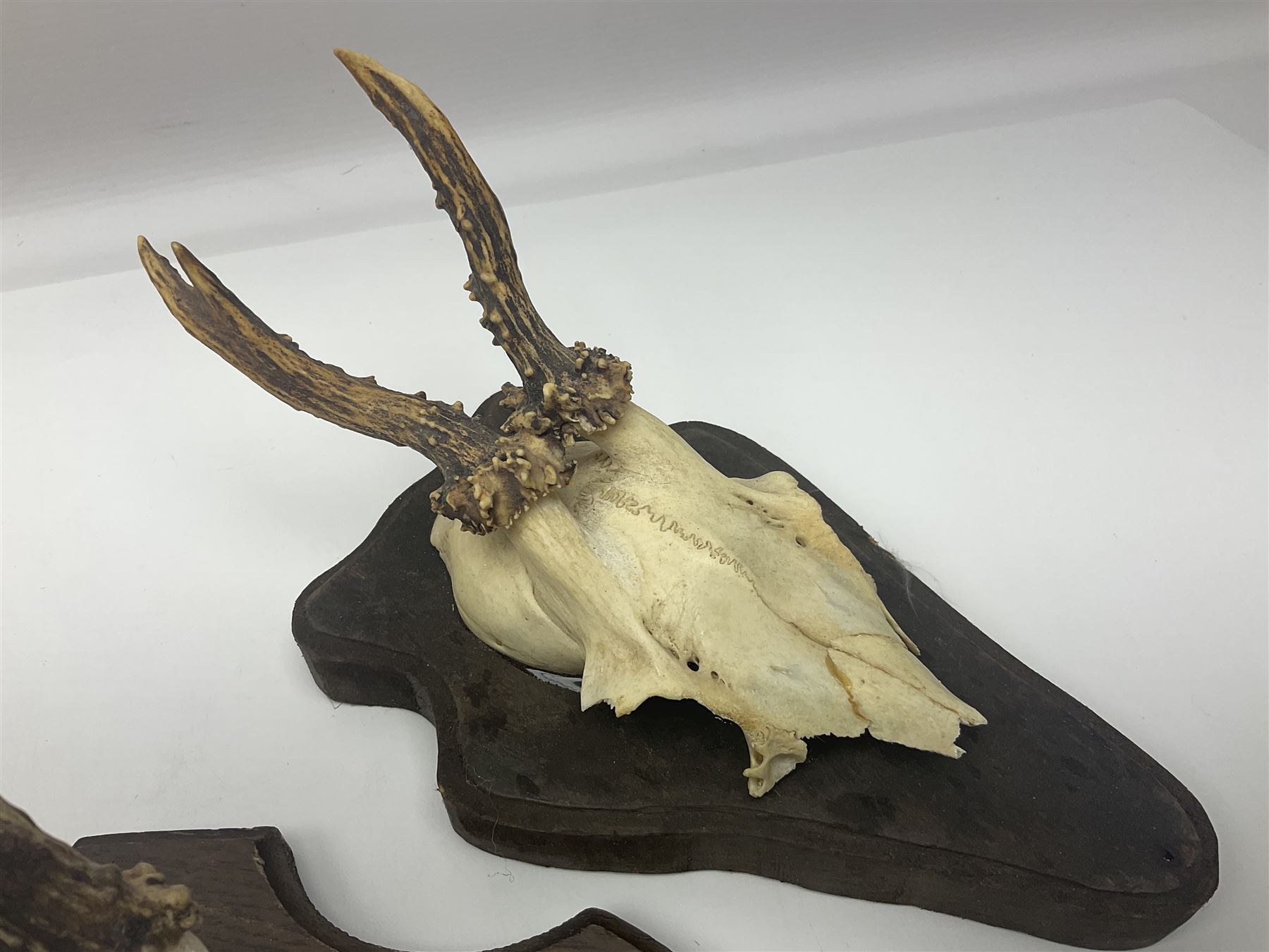 Antlers/Horns: Roe Deer (Capreolus capreolus) ten pairs of roe deer antlers mounted upon wooden shields, shield H20cm 