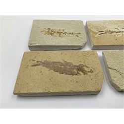 Four fossilised fish (Knightia alta) each in an individual matrix, age; Eocene period, location; Green River Formation, Wyoming, USA, largest matrix H7cm, L12cm