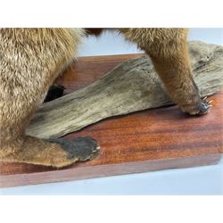 Taxidermy:  Red Fox (Vulpes vulpes), full adult mount stood upon a dry tree root and mounted on a wooden plinth, H50cm