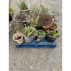 Large quantity of planters, terracotta, glazed, metal etc  - THIS LOT IS TO BE COLLECTED BY APPOINTMENT FROM DUGGLEBY STORAGE, GREAT HILL, EASTFIELD, SCARBOROUGH, YO11 3TX