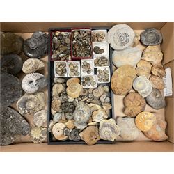 Natural History - A collection of mostly Ammonite fossils, of various sizes, to include a number of large examples, largest Ammonite approximately W10cm. 