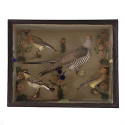 Taxidermy; cased bird diorama, common Cuckoo (Cuculus canorus), two Cedar Waxwing (Bombyci...