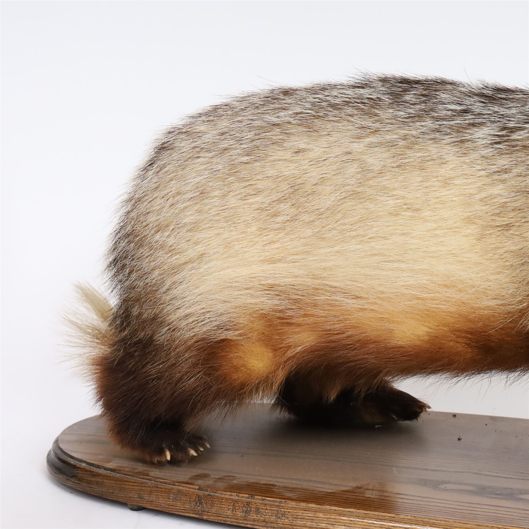 Taxidermy; European Badger (Meles meles), full adult mount on open display, upon a wooden oval base, H40cm
