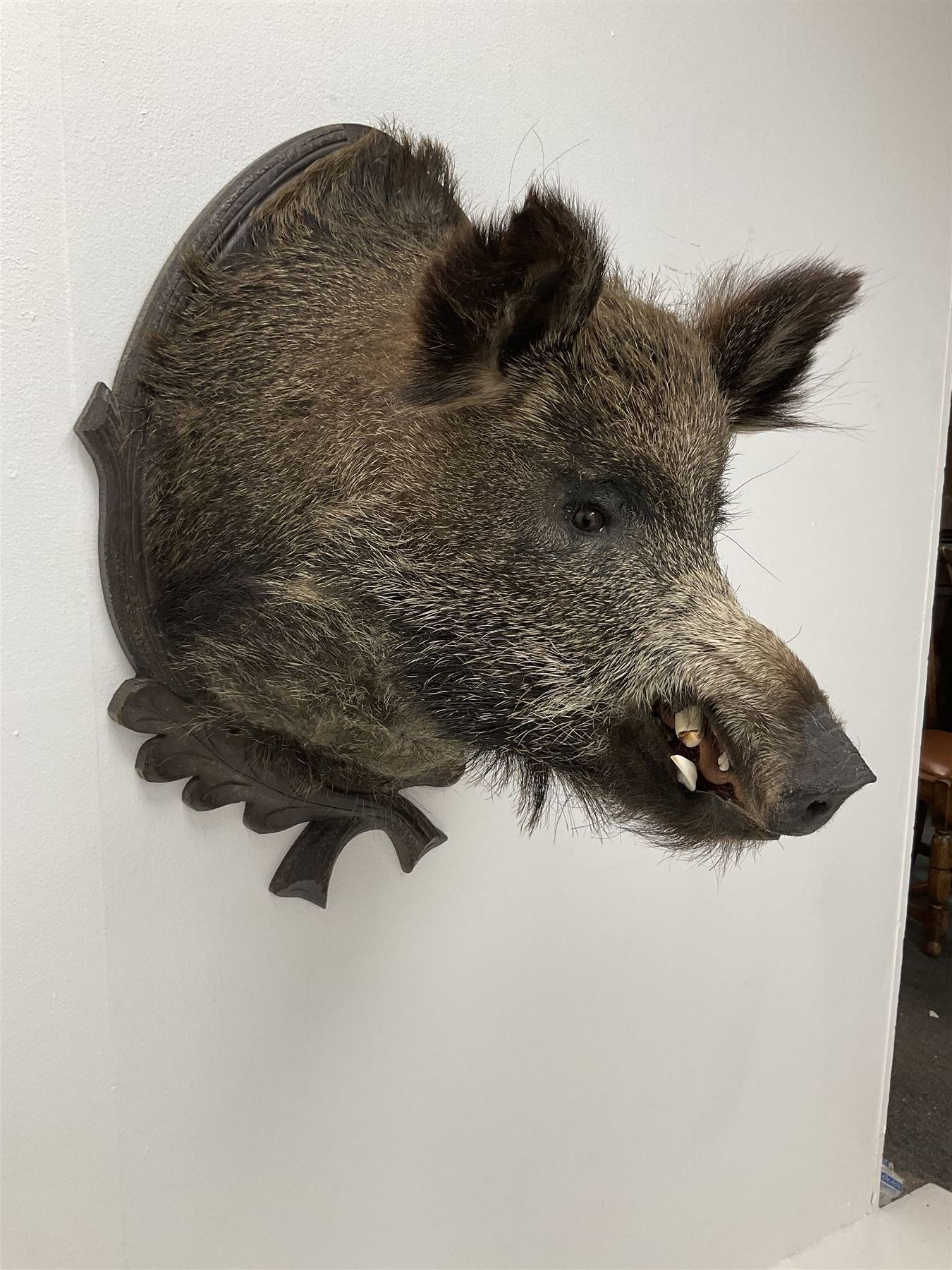 Taxidermy: European Wild Boar (Sus scrofa), adult male shoulder mount looking straight ahead upon an oak carved shield, approximately H67cm