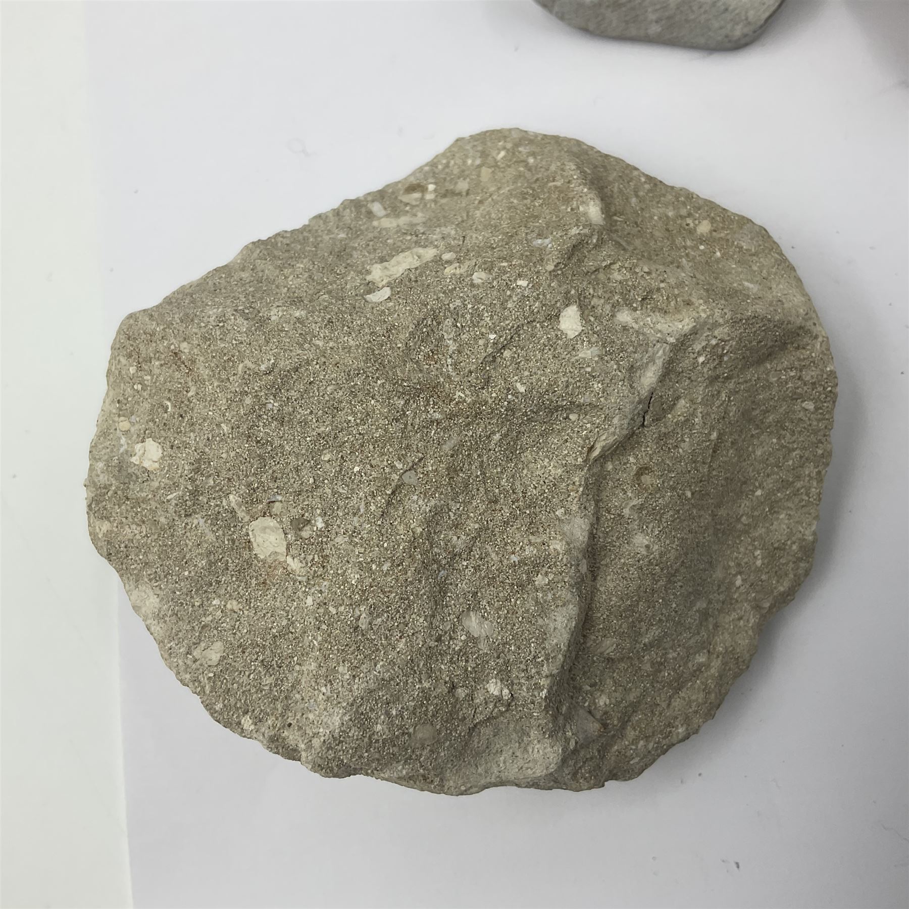 Dragonfly larvae (Libellula doris), together with four Mosasaur teeth, four trilobites (Crotalocephalina gibba) and one other tooth