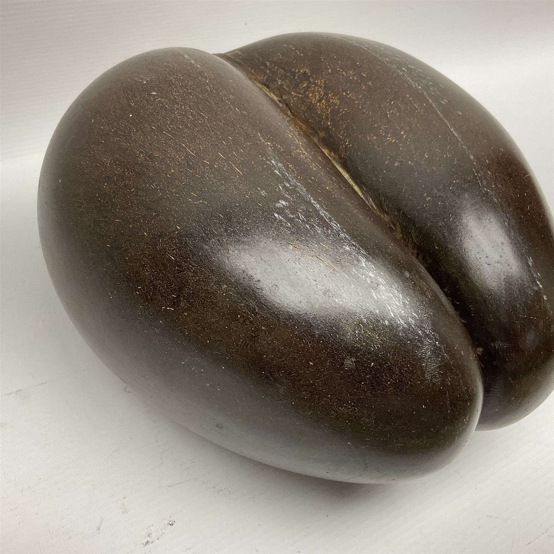 Coco De Mer (Lodoicea Maldivica), L29cm, H15cm 