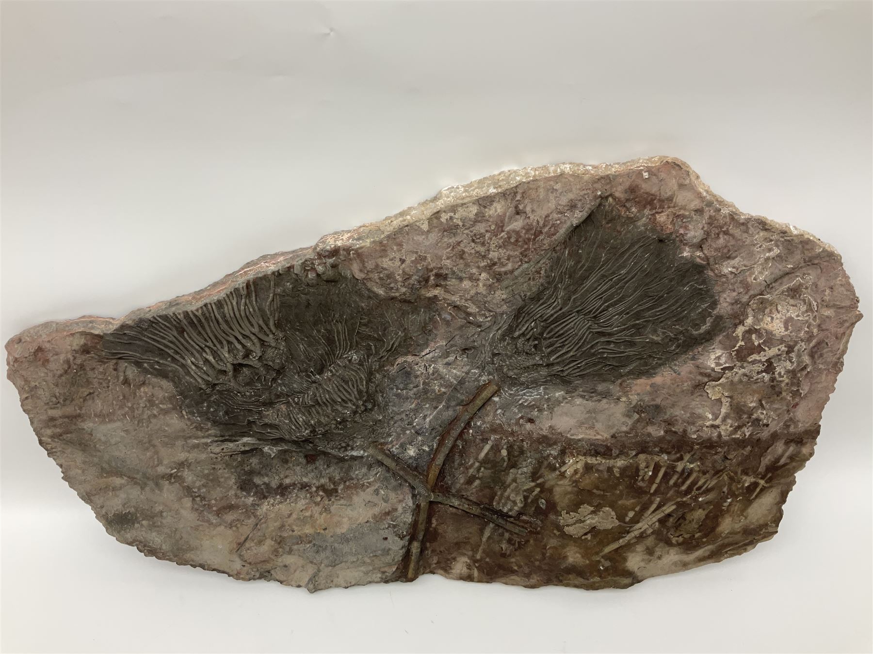 Crinoid sea bed plaque, with two crinoid specimens, probably Scyphocrinites elegans from the Silurian period, H39cm, L61cm