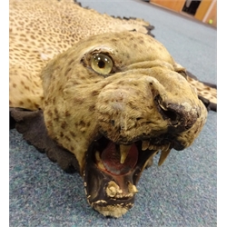  Taxidermy: Indian Leopard Skin Rug (Panthera pardus), circa 1940, full head mount in snarling position, inset glass eyes and claws with hessian trim and khaki canvas backing, by Van Ingen & Van Ingen of Mysore, W184cm x L244cm   