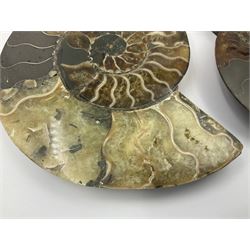 Two ammonite fossil slices, with polished finish, age: Cretaceous period, location: Madagascar, D12cm