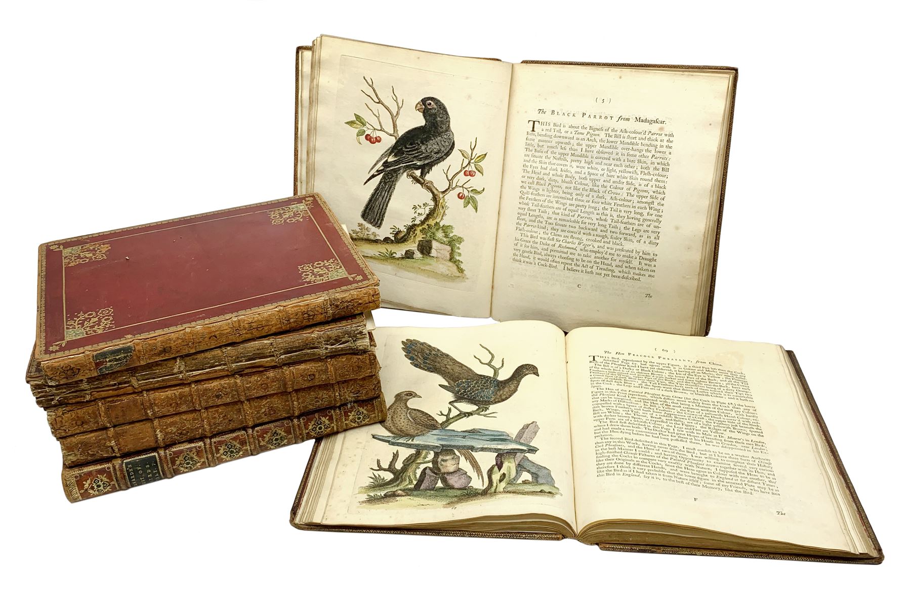 The Secret History – Rare Birds Books