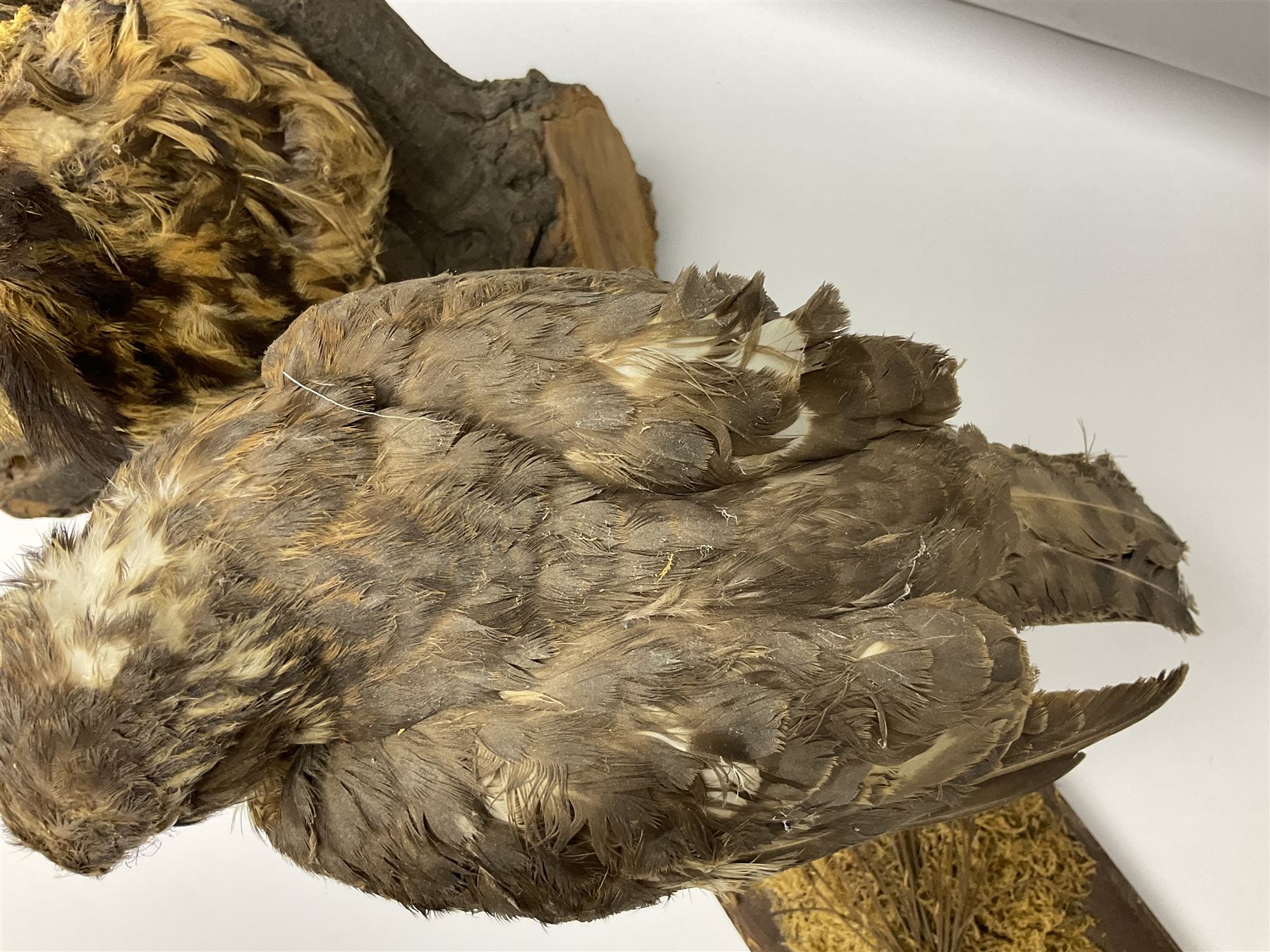 Taxidermy: Long-eared Owl (Asio otus), full adult mount upon a cut tree branch, together with European Sparrowhawk (Accipiter nisus), full adult mount, upon a branch in a naturalistic setting, owl H36cm 