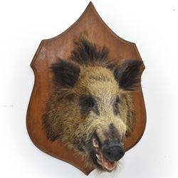 Taxidermy: European Wild Boar (Sus scrofa), adult male neck mount looking straight ahead, upon a wooden shield D45cm