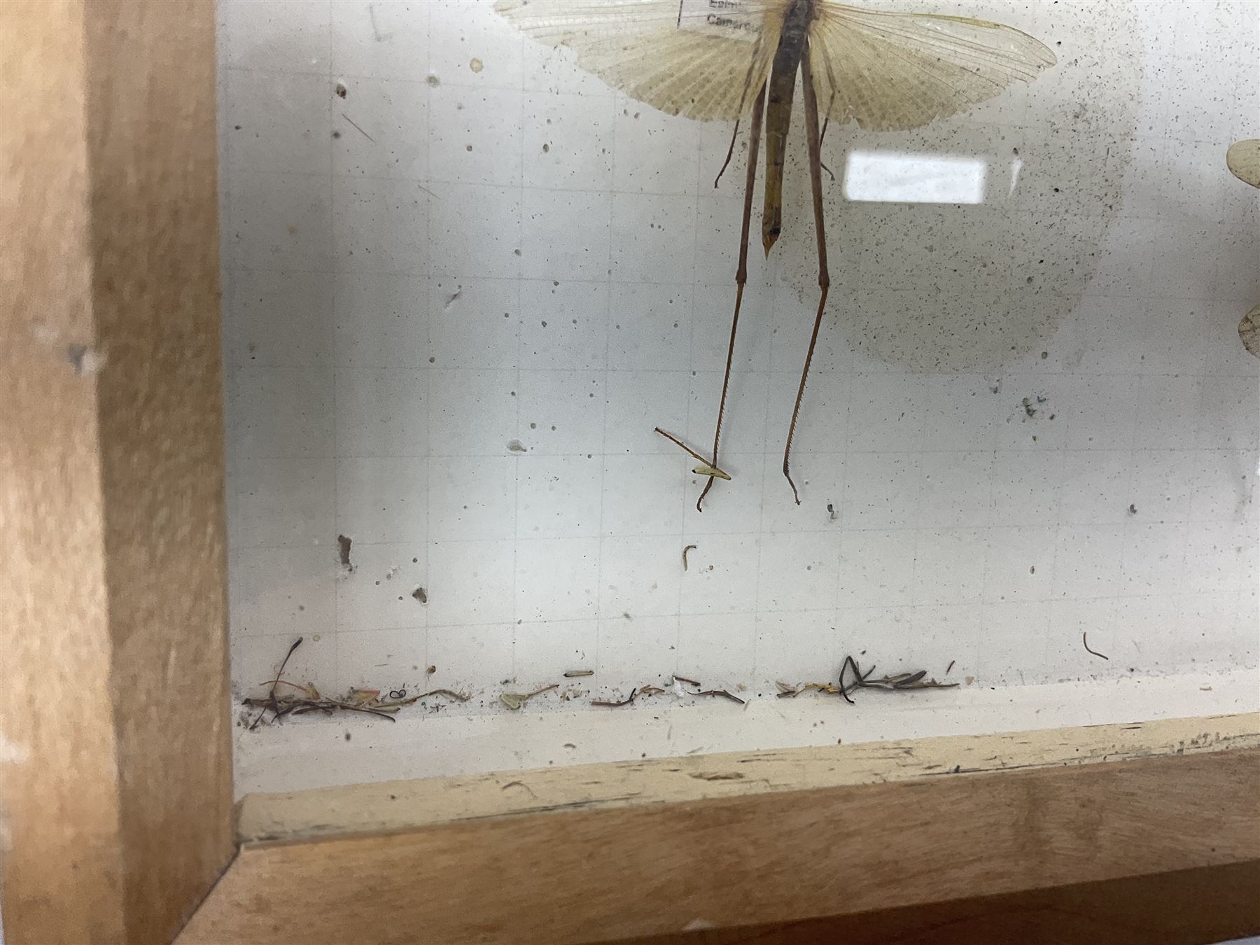 Entomology: Glazed entomology collector's drawer display of various Australian and African Locusts and Dragonflies, twenty-eight assorted specimens, collected from various regions of Australia and Africa, each with attached data labels, H42cm, L51cm
