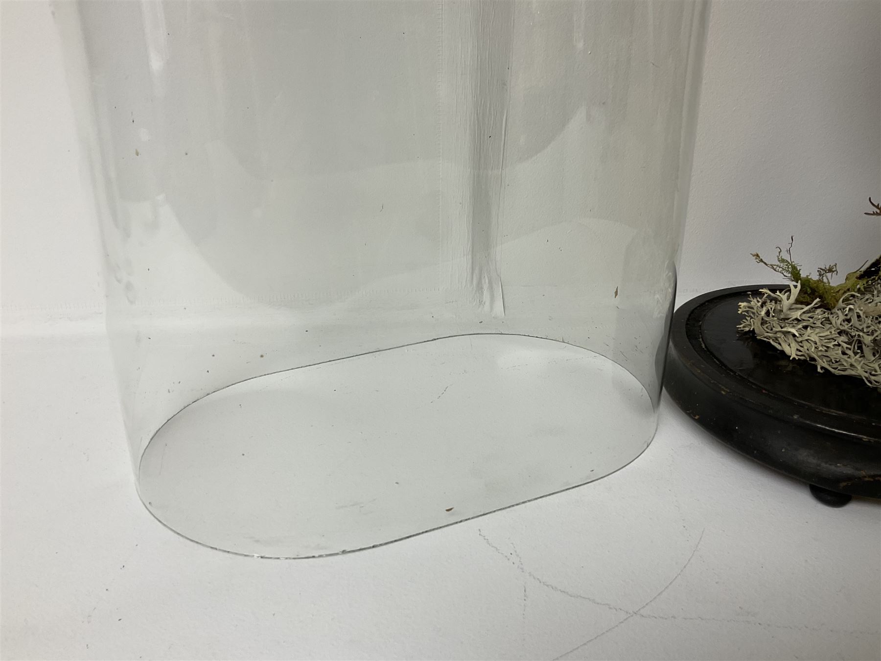 Taxidermy: Victorian cased Peregrine Falcon (Falco peregrinus), full female mount  stood atop a tree stump in a naturalistic ground, enclosed beneath a period oval glass dome with ebonised base, raised upon four bun feet, H54cm D20cm W34cm