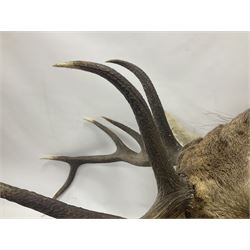 Taxidermy: Red Deer (Cervus elaphus), adult male imperial stag shoulder mount looking straight ahead, ten point antlers, mounted upon a shaped wooden shield, D65cm