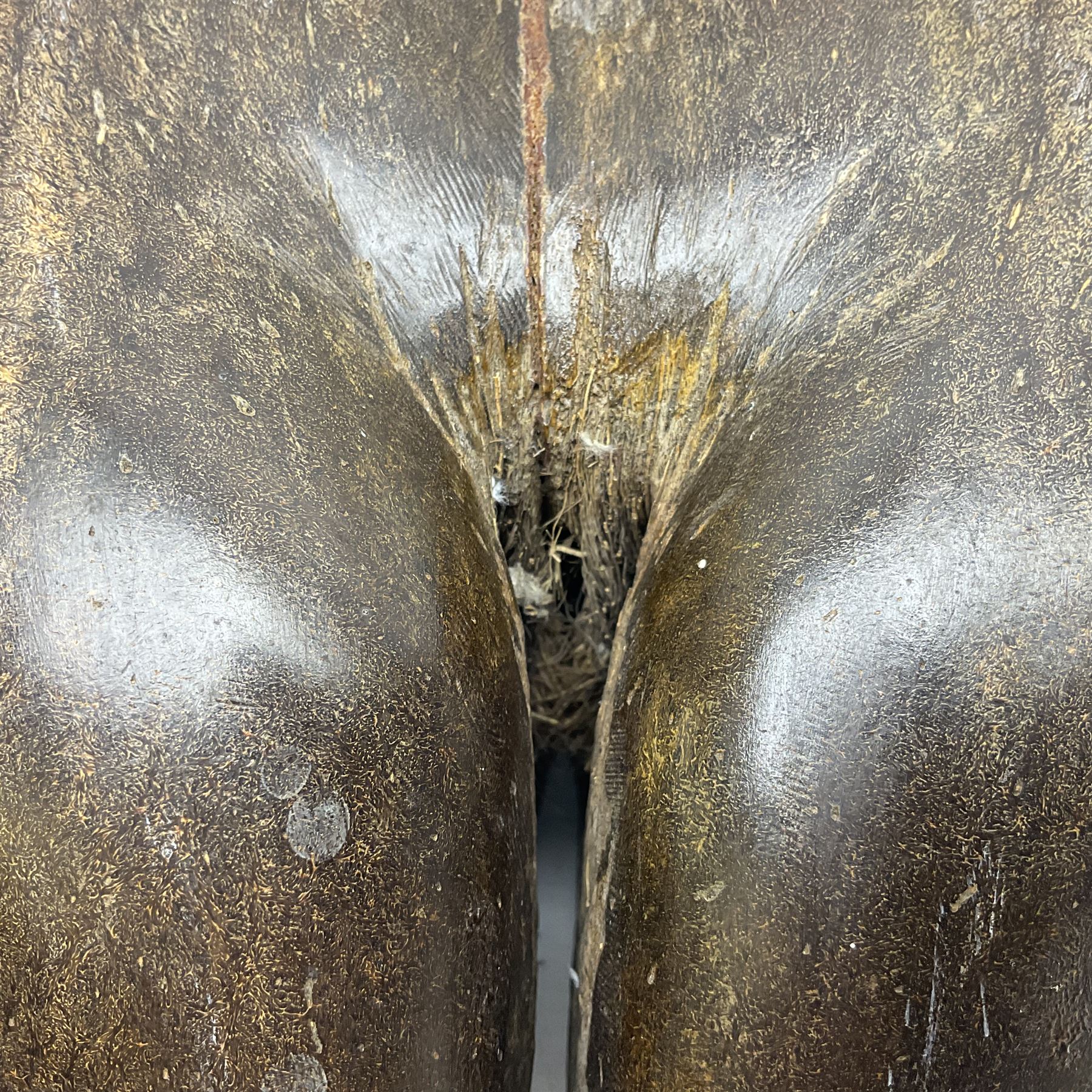 Coco De Mer (Lodoicea Maldivica), L29cm, H15cm 