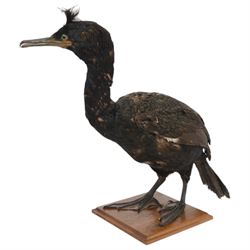 Taxidermy:  Red-Breasted Merganser (Mergus serrator) full adult mount on open display and Cormorant (Phalacrocorax carbo) full adult mount on open display, cormorant H44cm 