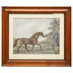 George Townley Stubbs (British 1756-1812) after George Stubbs (British 1724-1806): 'Volunteer', late 18th century stipple engraving with hand-colouring pub. 1794, by Messrs Stubbs Turf Gallery London 20cm x 25cm