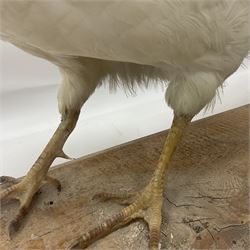 Taxidermy; pair of Common Pheasants (Phasianus Colchicus), white cock and hen adult mounts, upon a wooden base, H51cm  