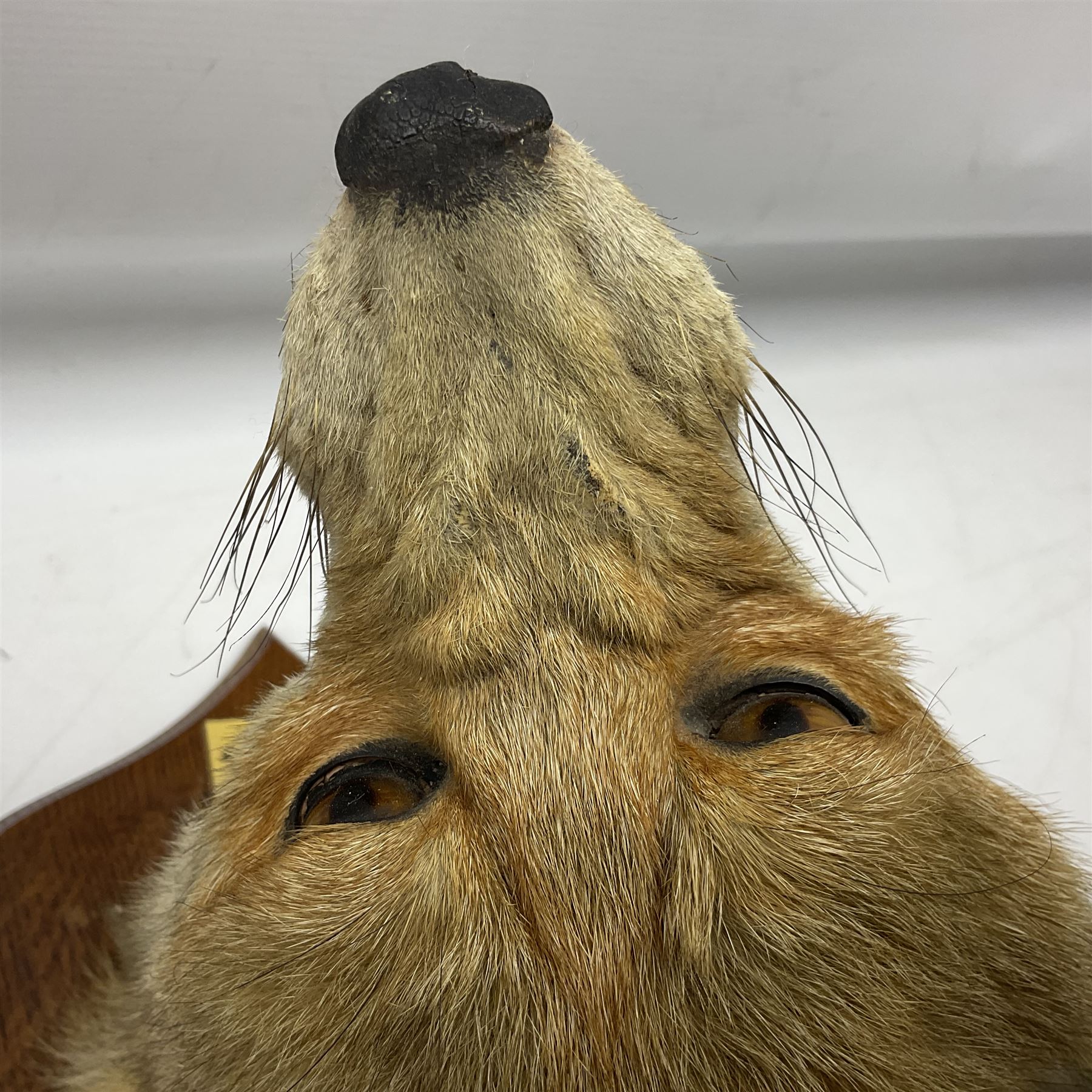 Taxidermy; Red Fox Mask (Vulpes vulpes) by Peter Spicer & Sons, Leamington, head turned to the left in snarling pose on oak shield with plaque 'Old Pumping Station Goathland March 31st 1933'