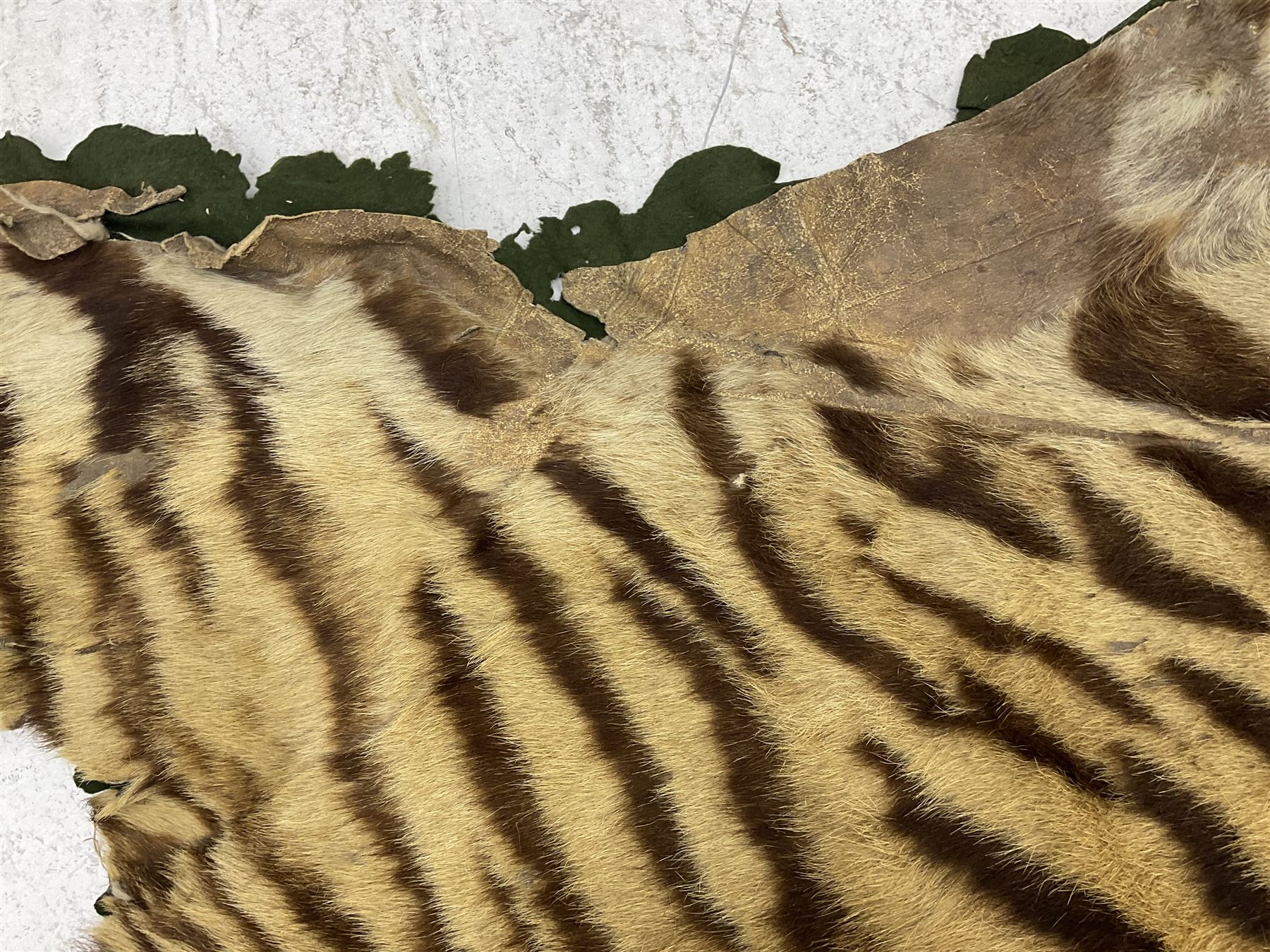 Skins/Hides: Victorian Tiger skin rug (tigris tigris), with green backing with scalloped edges,  L188cm  