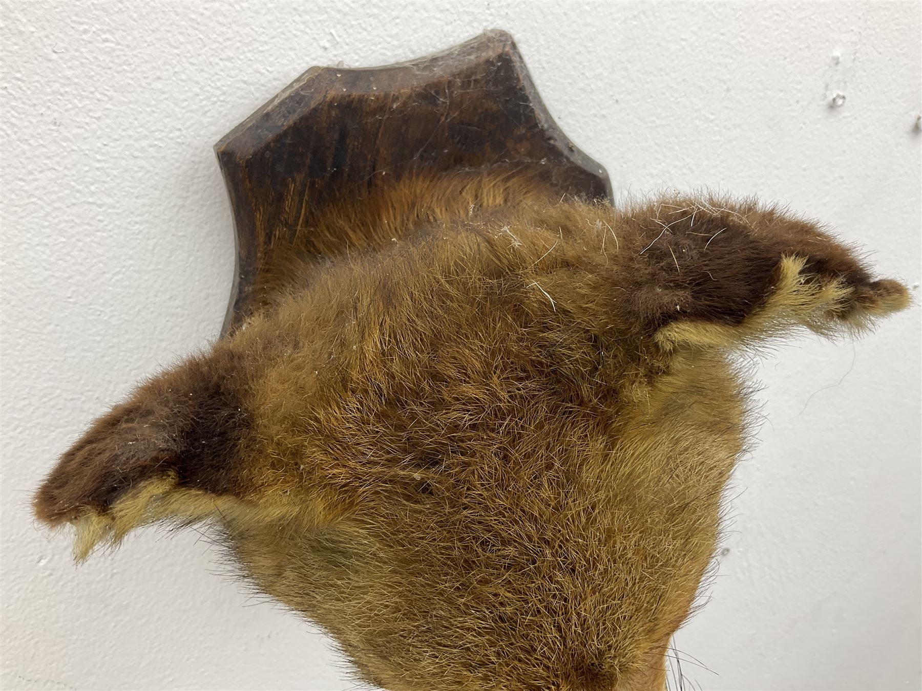 Taxidermy; Red fox mask (Vulpes vulpes), an adult head mount looking straight ahead, with mouth open bearing teeth, mounted upon a oak shield, H30cm 