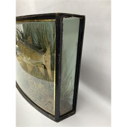 Taxidermy: Brown trout (Salmo trutta), skin mount set above a pebbled river bed with reeds and ferns, against blue painted back drop, enclosed within an ebonised bow-front display case, with 'Costa Beck June 8th 1920, Weight 3 3/4lbs',inscribed to the glass, H31cm, L62cm 