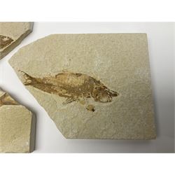 Three fossilised fish (Knightia alta) each in an individual matrix; age; Eocene period, location; Green River Formation, Wyoming, USA, largest matrix H13cm, L18cm