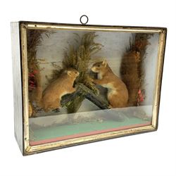 Taxidermy: a pair of red squirrels (Sciurus vulgaris) facing each other on branches, with a naturalistic background within a glazed case, by S.A. Nobbs, H39cm. 