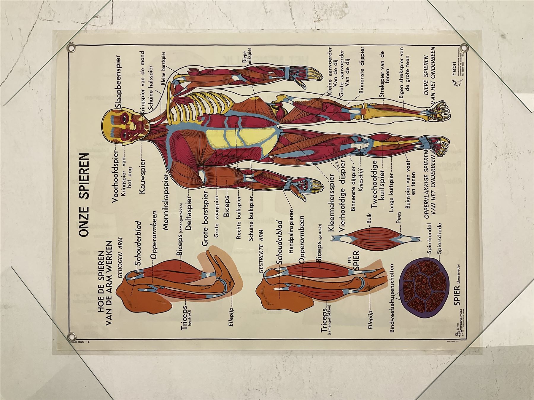 Five early 1980s Dutch medical posters, double sided decorated with colourful label anatomical diagrams, marked Hebri, Holland, W70cm H92cm