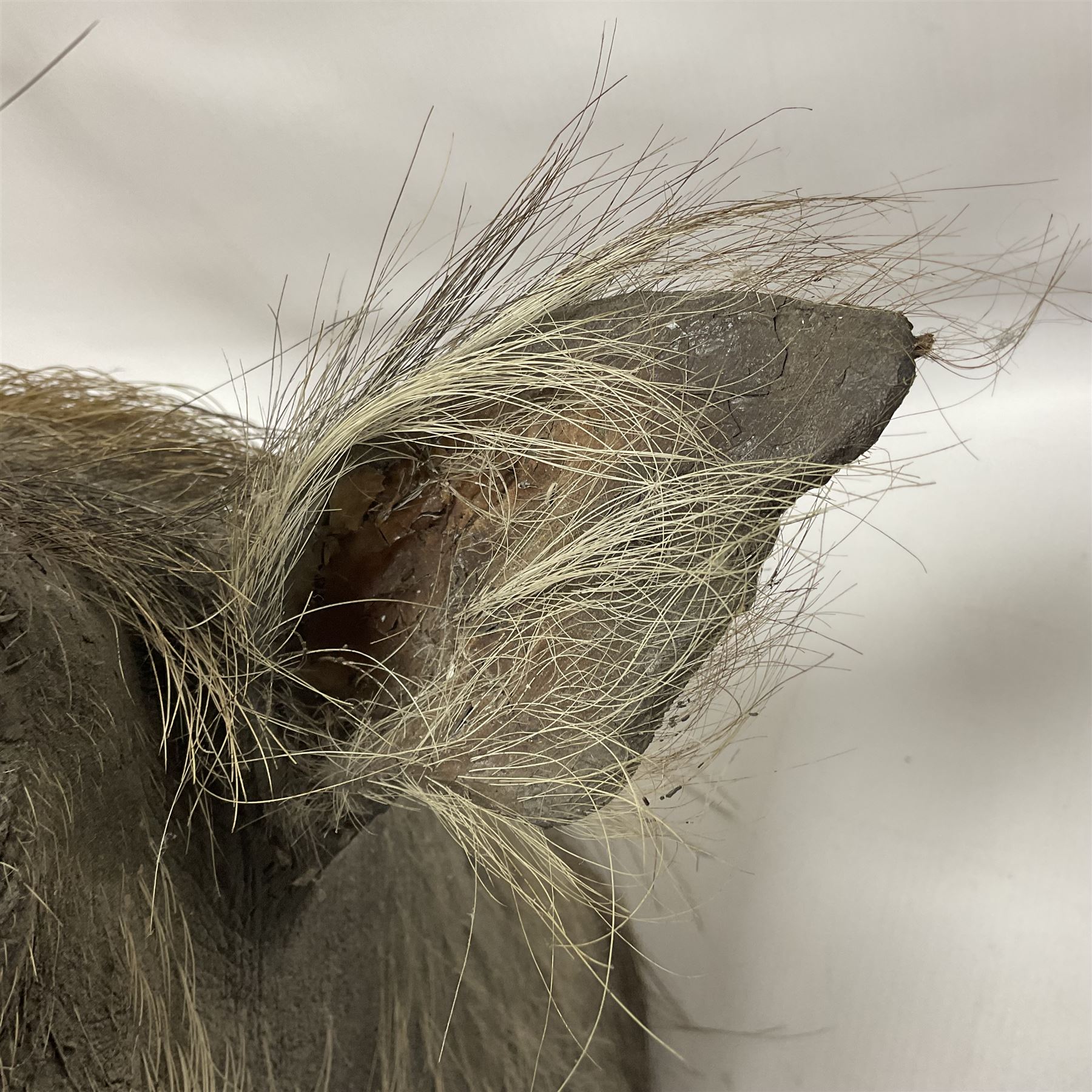 Taxidermy: A Common Warthog (Phacochoerus africanus), a large adult head mount looking straight ahead, D50cm