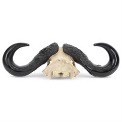 Antlers/ Horns: Cape Buffalo (Syncerus caffer caffer) 20th century, set of large adult bull horns on cut upper skull, H28cm, L80cm