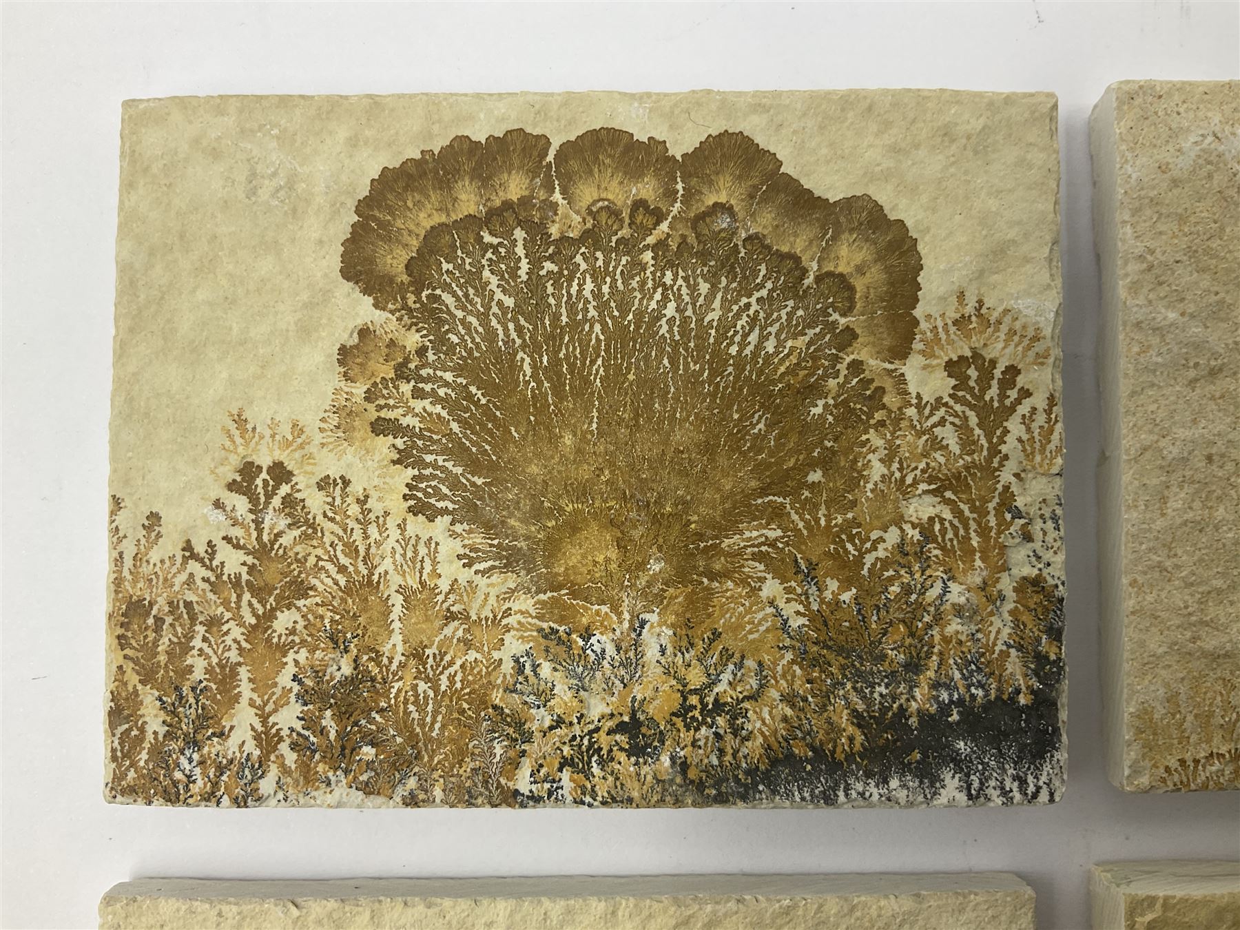 Six dendrite crystals each in an individual sandstone plaque, each plaque H6cm, L8cm