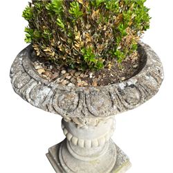 Pair of weathered composite stone campana urns on pedestals, the flared egg-and-dart rim over a tapering body with fruiting grapevine decoration in relief, over gadrooned underbelly, the rectangular pedestals moulded with floral garlands, planted