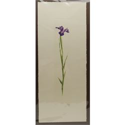 Tanya Short (British 1955-): 'Freesias', coloured etching signed titled and numbered 14/75, 15cm x 12.5cm; J Ortega (Contemporary): Iris and Tulip, pair coloured aquatints signed and numbered 50cm x 10cm (3) (unframed)