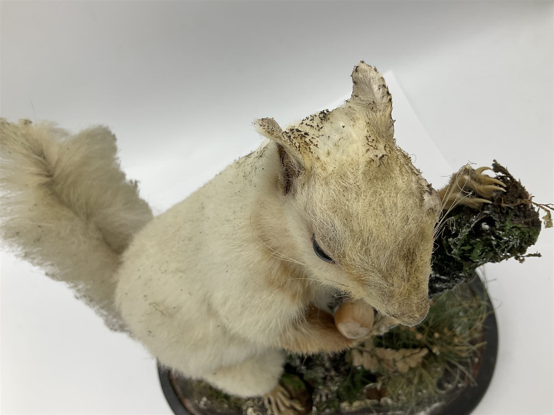 Taxidermy: Victorian cased Red Squirrel (Sciurus vulgaris), full mount holding a hazelnut, upon naturalistic ground, enclosed beneath a period oval glass dome with ebonised base, raised upon four bun feet H44cm D15cm W24cm