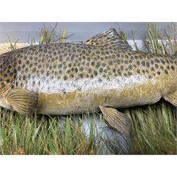 Taxidermy: Brown trout (Salmo trutta), preserved by John Cooper & Sons, 28 Radnor Street, St Luke's, London, skin mount set above a pebbled river bed with reeds and grasses, set against blue painted back drop, inscription to the back drop 'Trout caught by Rev R.S. Ricketts at Kirkham Bridge July 1st 1890, artificial fly, weight 1.5lb', L50cm H26cm 